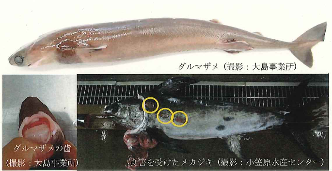 珍魚採集報告第245号 ダルマザメ | 東京都島しょ農林水産総合センター